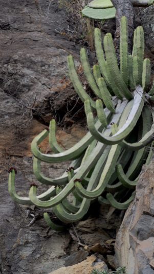 Euphorbia canariensis. Photographed in La Palma. Phtos by Mike Douglas
